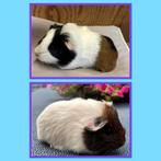 Twee jonge cavia mannetjes, Juli, Mannelijk, Cavia