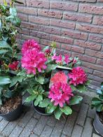 Rhododendron Nova Zembla, Ophalen, Lente, Overige soorten, Volledige schaduw