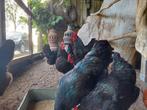 Australorp  broed eieren, Dieren en Toebehoren, Pluimvee, Geslacht onbekend, Kip