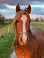 Prachtige 4-jarige D-pony, Dieren en Toebehoren, Pony's, Gechipt, Ruin, Zadelmak, 3 tot 6 jaar