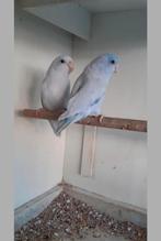 Forpus Blauw Yellam (verwant)van mei 2025, Meerdere dieren, Parkiet