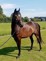 Talentvolle d pony, Dieren en Toebehoren, Gechipt, Ruin, L, 11 jaar of ouder