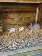 Te reserveren 2 grappig getekende kleurdwergen, Dieren en Toebehoren, Meerdere dieren