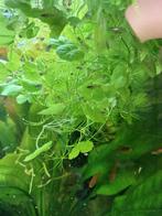 Aquariumplanten Braziliaanse klimop tropische plant️, Dieren en Toebehoren, Ophalen, Nieuw, Plant(en), Steen of Hout