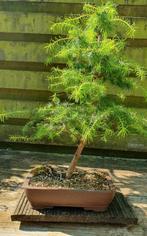 Larix bonsai, Ophalen, Volle zon, Overige soorten, Minder dan 100 cm
