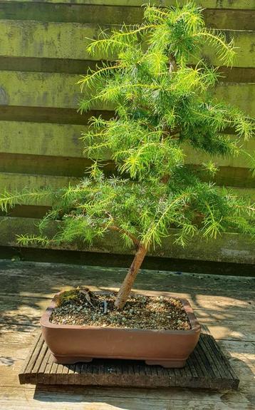 Larix bonsai  beschikbaar voor biedingen