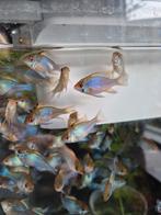 Ramirezi electric blue antennebaarsje, Dieren en Toebehoren, Vis