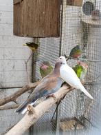 talpicotta duifjes,bonte diamantduifjes,senegaalduifjes, Meerdere dieren, Overige soorten