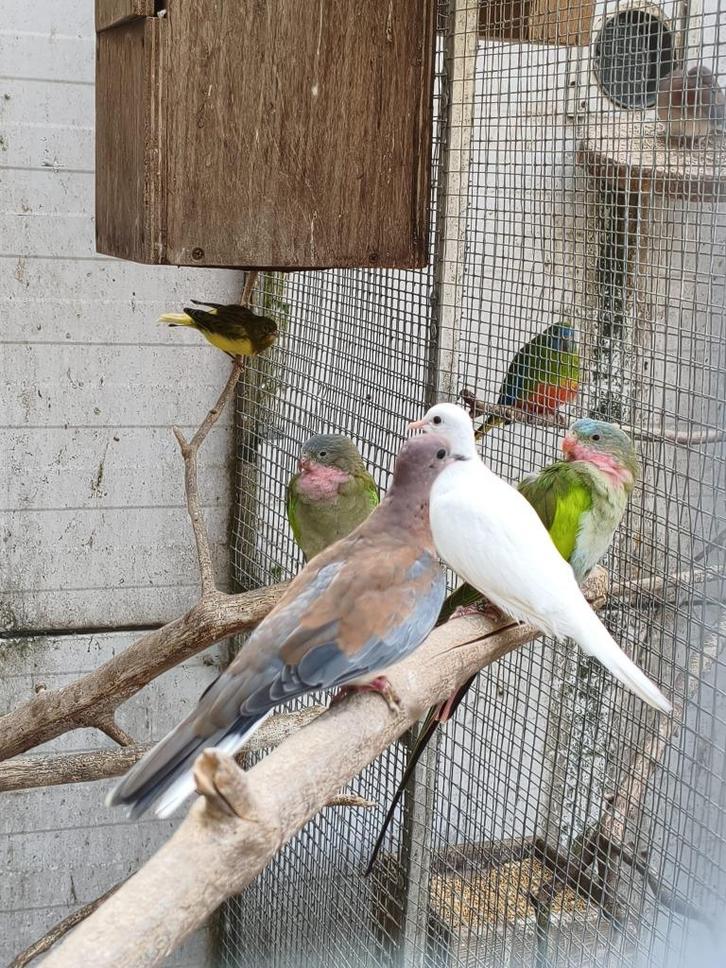 talpicotta duifjes,bonte diamantduifjes,senegaalduifjes, Dieren en Toebehoren, Vogels | Duiven, Overige soorten, Meerdere dieren