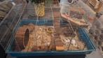 Grote Hamsterkooi incl attributen, Kooi, Hamster, 75 tot 110 cm, Ophalen