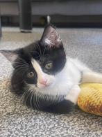 Kitten, Poes
