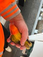 4 stuks Agapornisen Fischeri Euwing Opaline, Mannelijk, Dwergpapegaai of Agapornis, Geringd