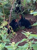 Drie jonge barnevelders (circa 3 maanden oud) mannetjes, Dieren en Toebehoren, Pluimvee, Mannelijk, Kip