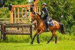 Fantastische 4 jarige merrie, Dieren en Toebehoren, Paarden, Merrie, B, Gechipt, Dressuurpaard