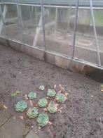 Te koop .Tuinkas., Tuin en Terras, Kassen, Ophalen, Glas, Aluminium
