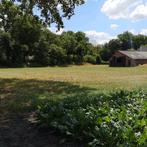 Aangeboden: Weide voor begrazing schapen, Dieren en Toebehoren, Stalling en Weidegang