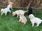 Labrador Retriever, Dieren en Toebehoren, Honden | Retrievers, Spaniëls en Waterhonden, Nederland, Parvo, Reu, 8 tot 15 weken