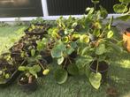 Pannenkoekplantjes en stekjes, Huis en Inrichting, Kamerplanten, Ophalen, Vetplant, Halfschaduw, In pot