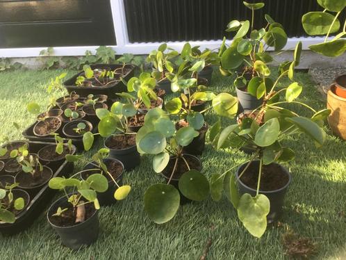Pannenkoekplantjes en stekjes, Huis en Inrichting, Kamerplanten, Vetplant, Minder dan 100 cm, Groene kamerplant, Halfschaduw, In pot