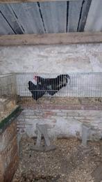 Mooije Australorp groot, Meerdere dieren, Kip