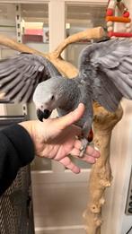 Süper tam baby grijze roodstaarten, Geslacht onbekend, Papegaai, Pratend