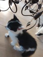 Halve Britse korthaar kittens, Dieren en Toebehoren, Katten en Kittens | Overige Katten, Kater