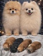 Raszuiver Pomeriaan / pomeranian pups, Keeshond, CDV (hondenziekte), 8 tot 15 weken, Meerdere