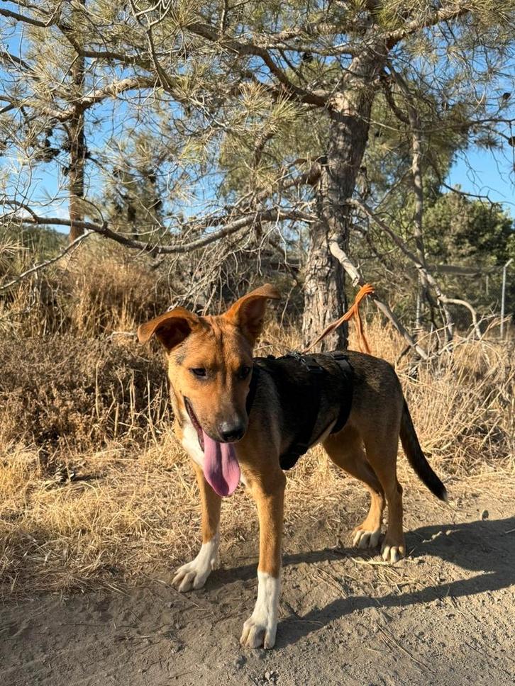 Zena verblijft in Cyprus, Dieren en Toebehoren, Honden | Niet-rashonden, Middel, Teef, Handelaar, Eén hond, Buitenland, 15 weken tot 1 jaar