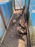 Te koop 4 leghorn zilverpatrijzen 1,5 jaar oud, Dieren en Toebehoren, Pluimvee, Vrouwelijk, Kip