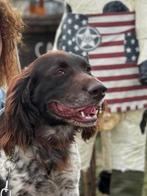 Mooie Heidewachtel, 6 jaar of ouder, Eén hond, Nederland, Particulier
