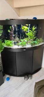 Compleet hoekaquarium 350Ltr., Ophalen, Gebruikt, Gevuld zoetwateraquarium