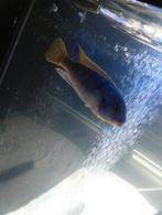 3 super mooie gekleurd chichliden, Dieren en Toebehoren, Vissen | Aquariumvissen, Vis