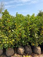 Actie!!! Prunus laurocerasus rotundifolia €10,- pst, Ophalen of Verzenden, Laurier, Struik, 100 tot 250 cm