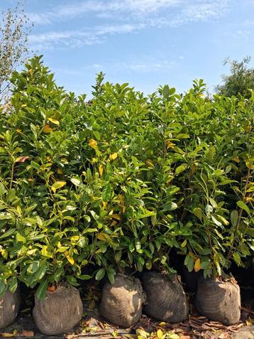 Actie!!! Prunus laurocerasus rotundifolia €10,- pst  beschikbaar voor biedingen