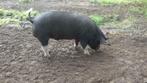 Gezocht Berkshire beer, Dieren en Toebehoren, Schapen, Geiten en Varkens, Mannelijk, Varken