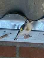 Majoor putters witkeel 2023 man, Mannelijk, Wildzangvogel