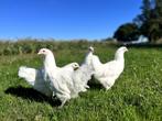 Jonge tamme Australorp groot wit kippen gesekst en ingeënt, Dieren en Toebehoren, Pluimvee, Vrouwelijk, Kip