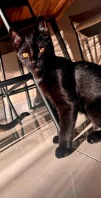 Kitten beschikbaar, Kater, Kortharig, 0 tot 2 jaar