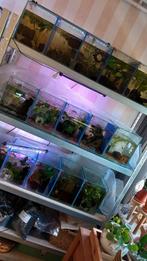 Auqauruim/ kweekbakken, Dieren en Toebehoren, Vissen | Aquaria en Toebehoren, Ophalen of Verzenden, Zo goed als nieuw, Leeg aquarium