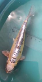 Zeer mooie tosai  Doitsu koi, Dieren en Toebehoren, Vissen | Vijvervissen, Karper of Koi