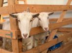 Twee geiten tekoop, Dieren en Toebehoren, Schapen, Geiten en Varkens, Vrouwelijk, Geit, 0 tot 2 jaar