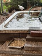 Roodschouder talingen geb. 2025, Dieren en Toebehoren, Pluimvee, Meerdere dieren, Kip