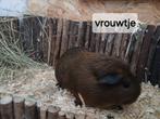 Cavias te koop, Dieren en Toebehoren, Knaagdieren, Cavia, Juni, Meerdere dieren, Tam