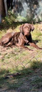 Labarador pup, Dieren en Toebehoren, Honden | Retrievers, Spaniëls en Waterhonden, 15 weken tot 1 jaar, Reu, Labrador retriever