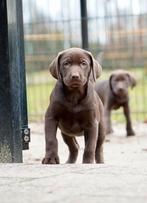 Labmaraner pups ( labrador x weimaraner ), Dieren en Toebehoren, Honden | Niet-rashonden, Nederland, CDV (hondenziekte), 8 tot 15 weken