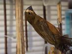 Twatwa/twa twa, Dieren en Toebehoren, Vogels | Overige Vogels, Mannelijk, Tropenvogel
