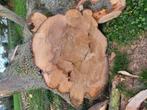 Essenhout 5 grote stammen, Tuin en Terras, Haardhout, Minder dan 3 m³, Ophalen
