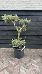 Pon pon olijfboom, Tuin en Terras, Planten | Bomen, 100 tot 250 cm, Olijfboom, Zomer, Ophalen