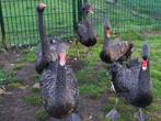 Zwarte zwanen, Dieren en Toebehoren, Pluimvee, Mannelijk, Gans of Zwaan