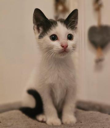 Kruising kitten ingeënt, ontwormd, gechipt, paspoort beschikbaar voor biedingen